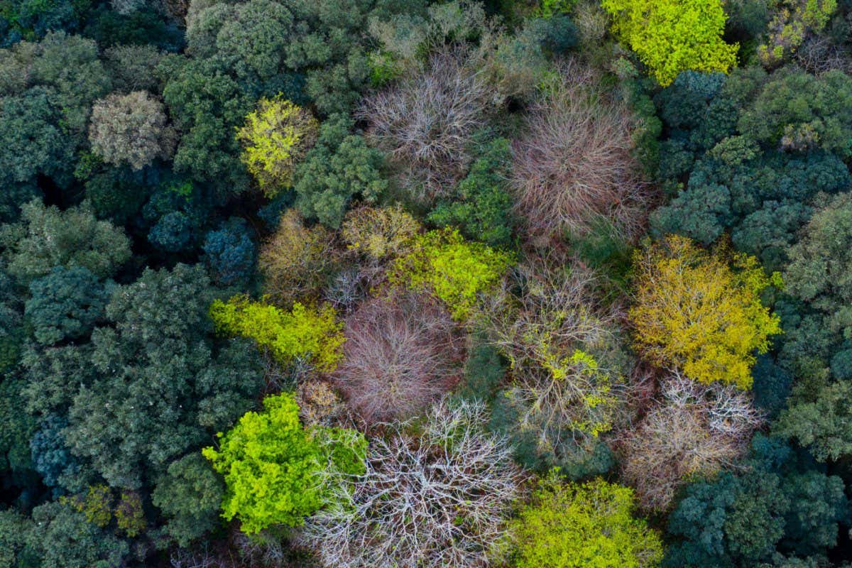 Mediterranean forest dominated by evergreen Holm oak (Quercus ilex), with deciduous trees coming into leaf in spring. Liendo Valley, Montana Oriental Costera, Cantabria, Spain. April 2019.