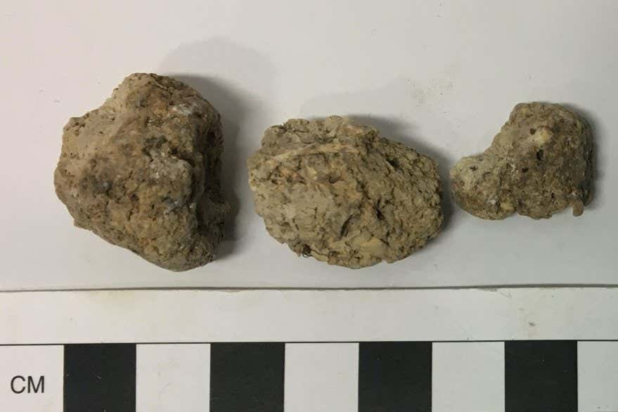 Human coprolite (preserved human faeces) from Durrington Walls.