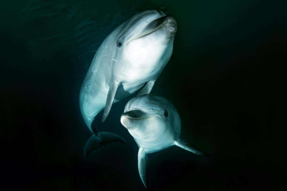 Bottlenose dolphins