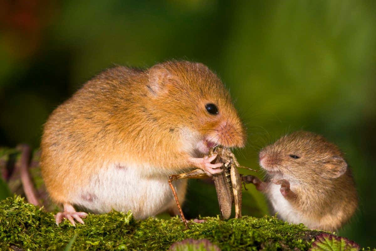 Harvest mice (Micromys minutus)