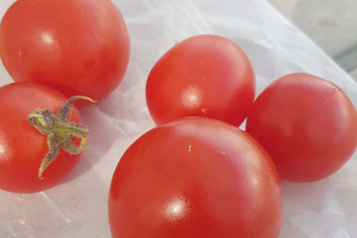 Gene edited vitamin D tomatoes