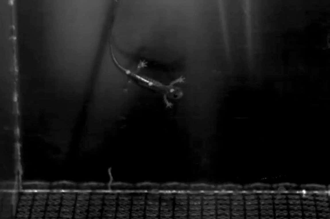 Watch salamanders 'skydive' in a miniature wind tunnel