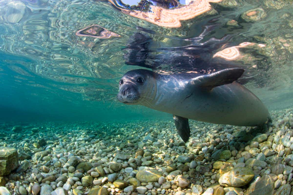 Monk Seal, Monachus monachus, Alonissos Island, GreeceMonk seal, Monachus monachus, which enters and swims in the sea. Endangered species. Alonissos Island, Sporades Islands, Greece (Photo by Cristian Umili/Mondadori Portfolio via Getty Images)