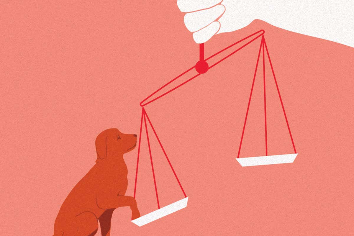 Science shows that dogs feel things like us. Legislation must catch up