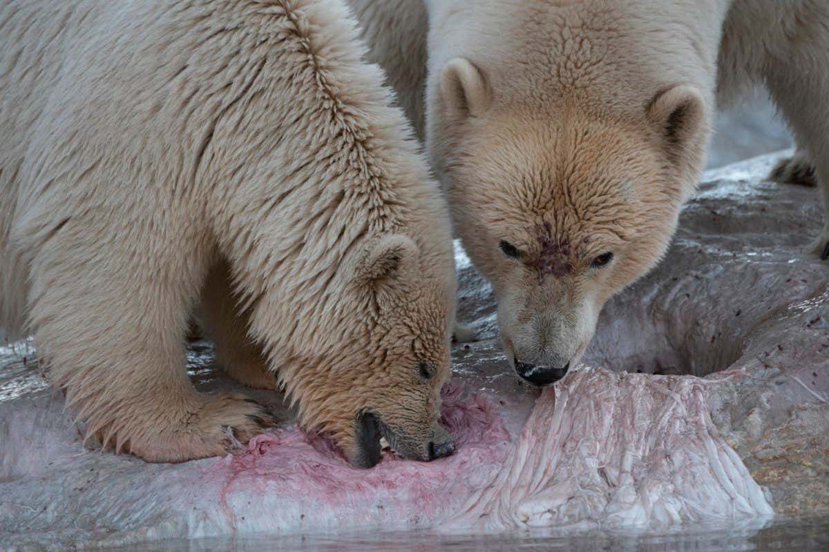 New Scientist. Science news and long reads from expert journalists, covering developments in science, technology, health and the environment on the website and the magazine.