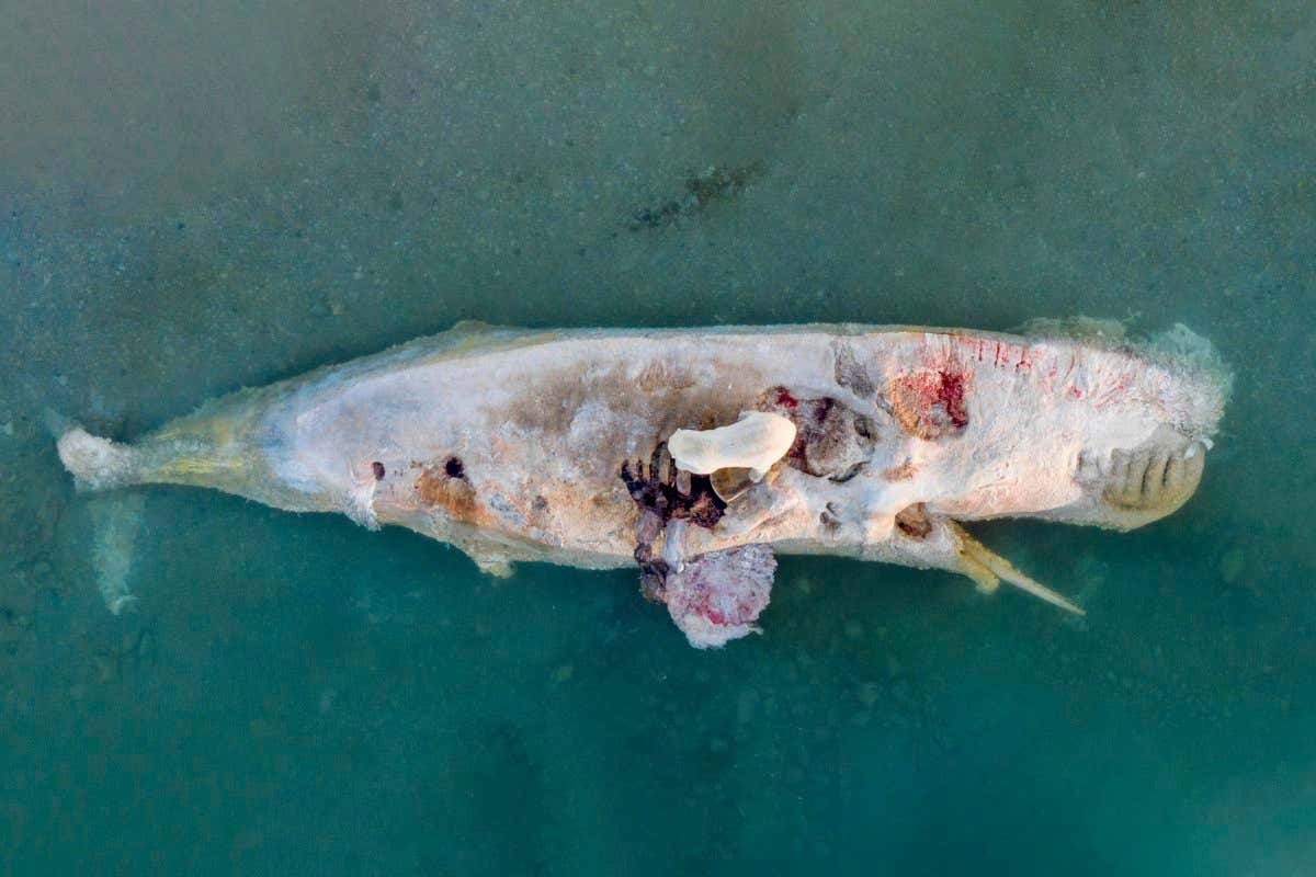 Polar bears caught feeding on a whale carcass in breathtaking photos