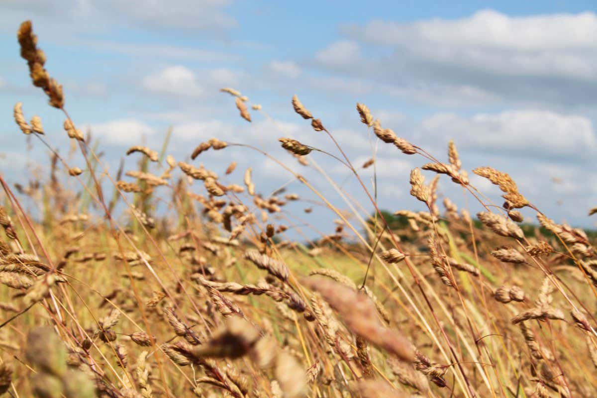 Wheat fields