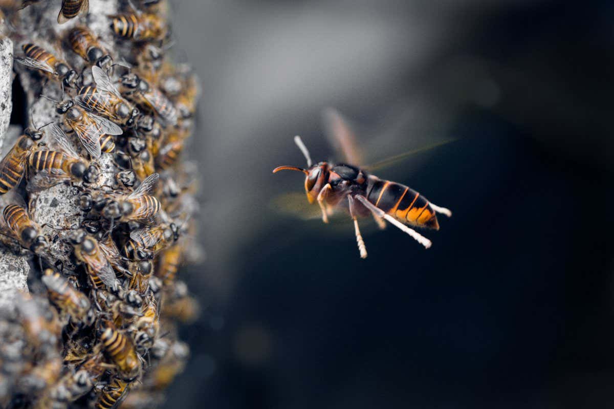 Caption from book: The yellow-legged Asian hornet, Vespa velutina, preys on a wide diversity of insects, including foraging honeybee workers as they arrive back at their hive. Photo taken in Jakarta, Indonesia