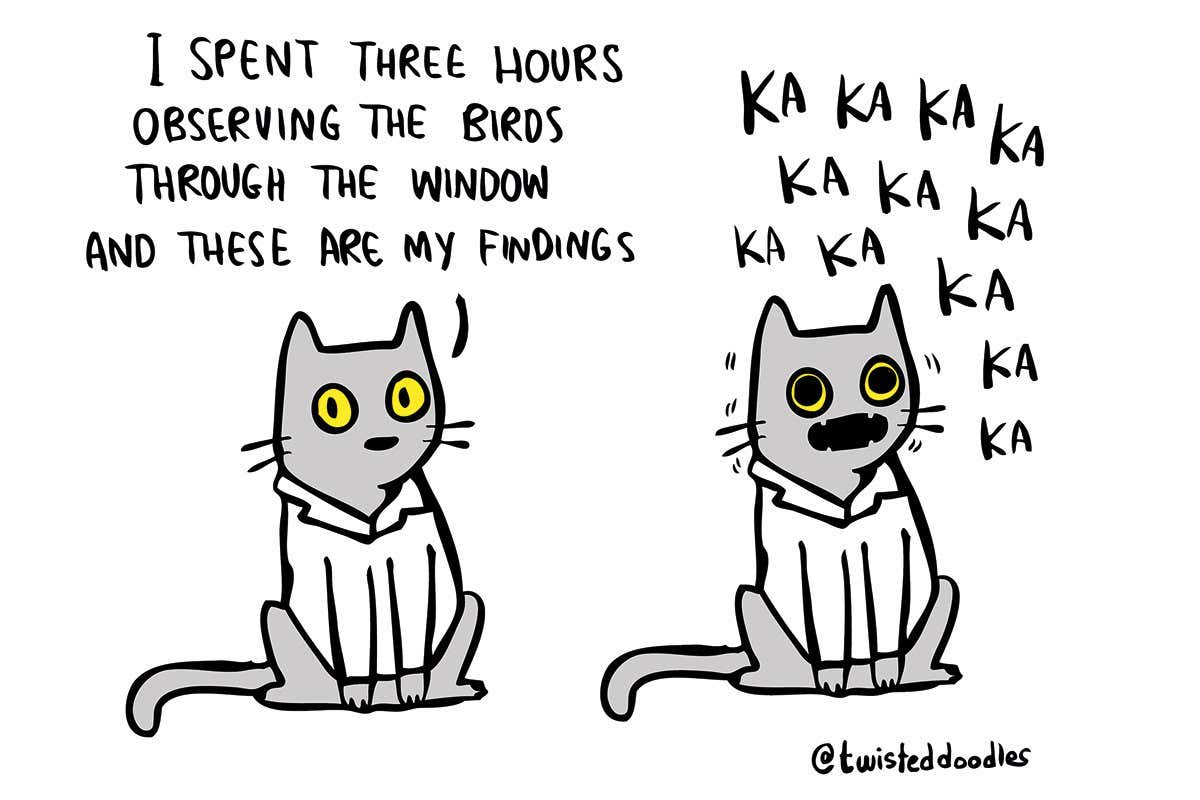 Twisteddoodles: A cat's observations on birds