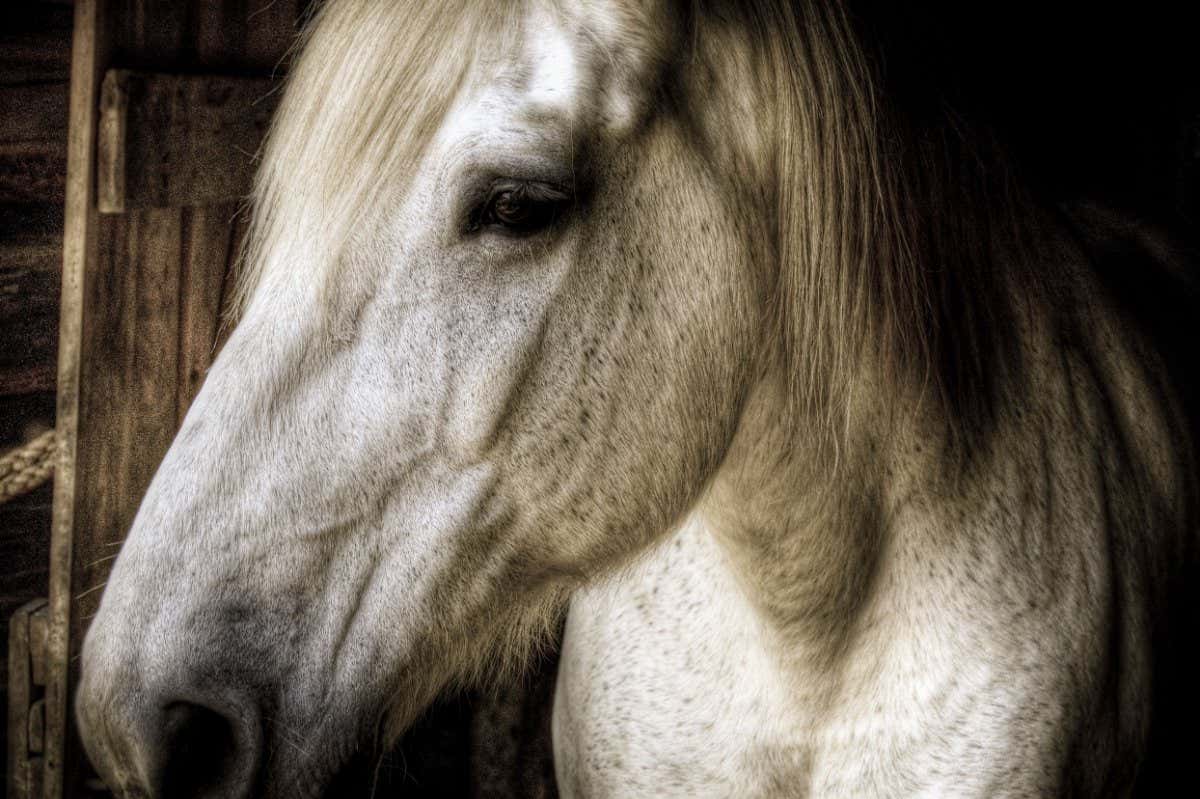 BDPR4X The head of a horse