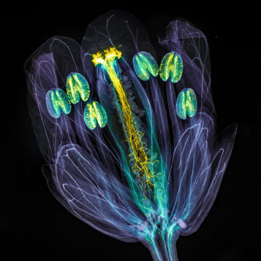 The global winning image was taken by Jan Martinek (Czech Republic). Arabidopsis thaliana flower with pollen tubes growing through the pistil. The flower tissues were chemically cleared to become transparent, while the pollen tubes were stained with aniline blue (yellow fluorescence) in order to be seen.