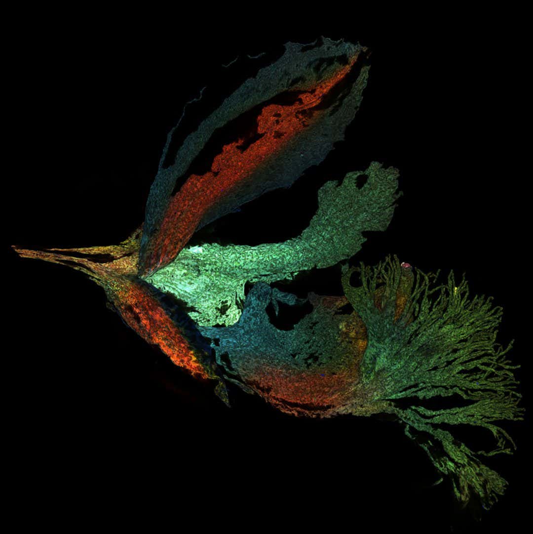 Autofluorescence image of Siberian polygala. Captured using confocal microscopy. Rendered using maximum projection. Mingyue Jia (China) Honorable mention ? Mingyue Jia (China)
