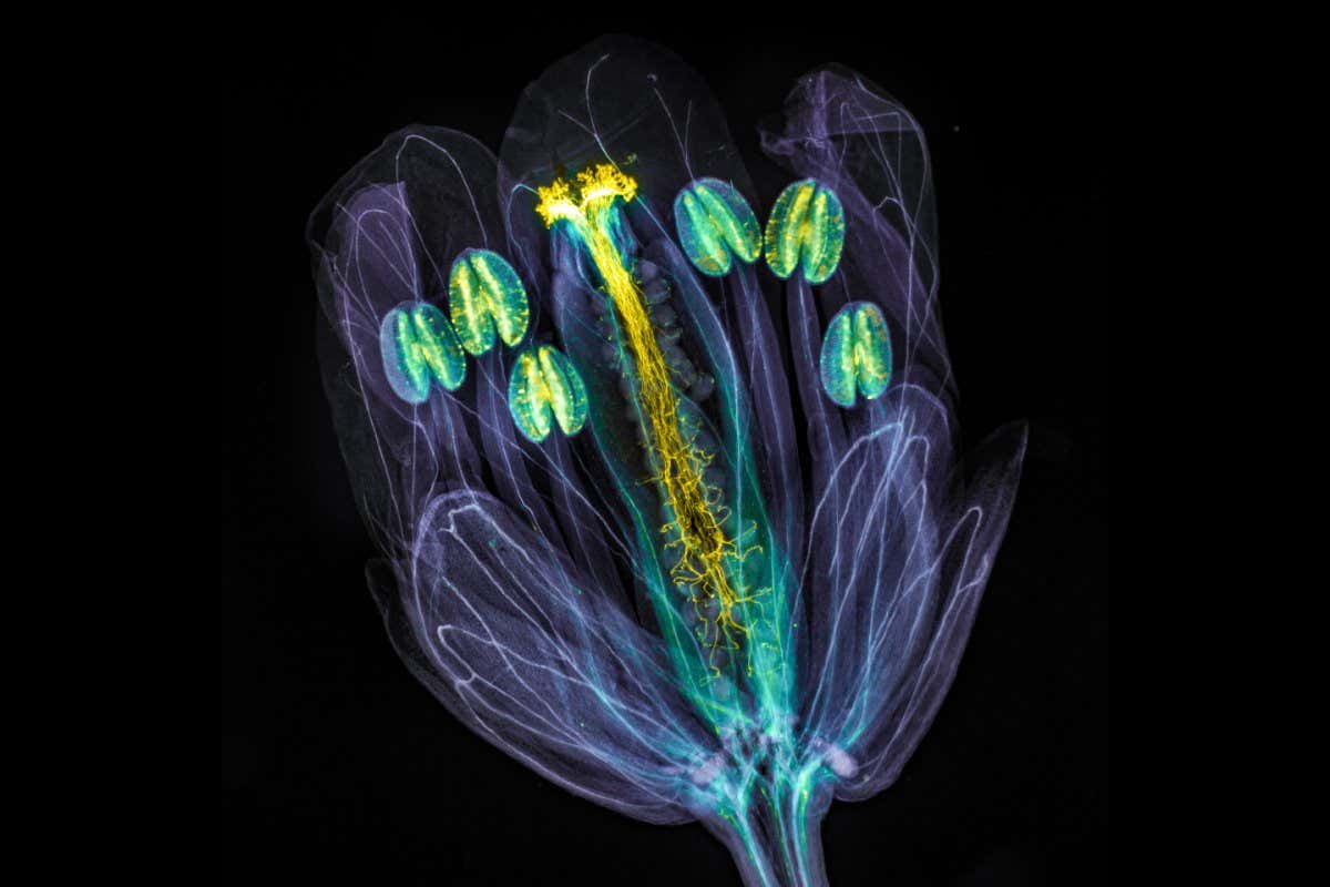 FEATURE CROP The global winning image was taken by Jan Martinek (Czech Republic). Arabidopsis thaliana flower with pollen tubes growing through the pistil. The flower tissues were chemically cleared to become transparent, while the pollen tubes were stained with aniline blue (yellow fluorescence) in order to be seen.