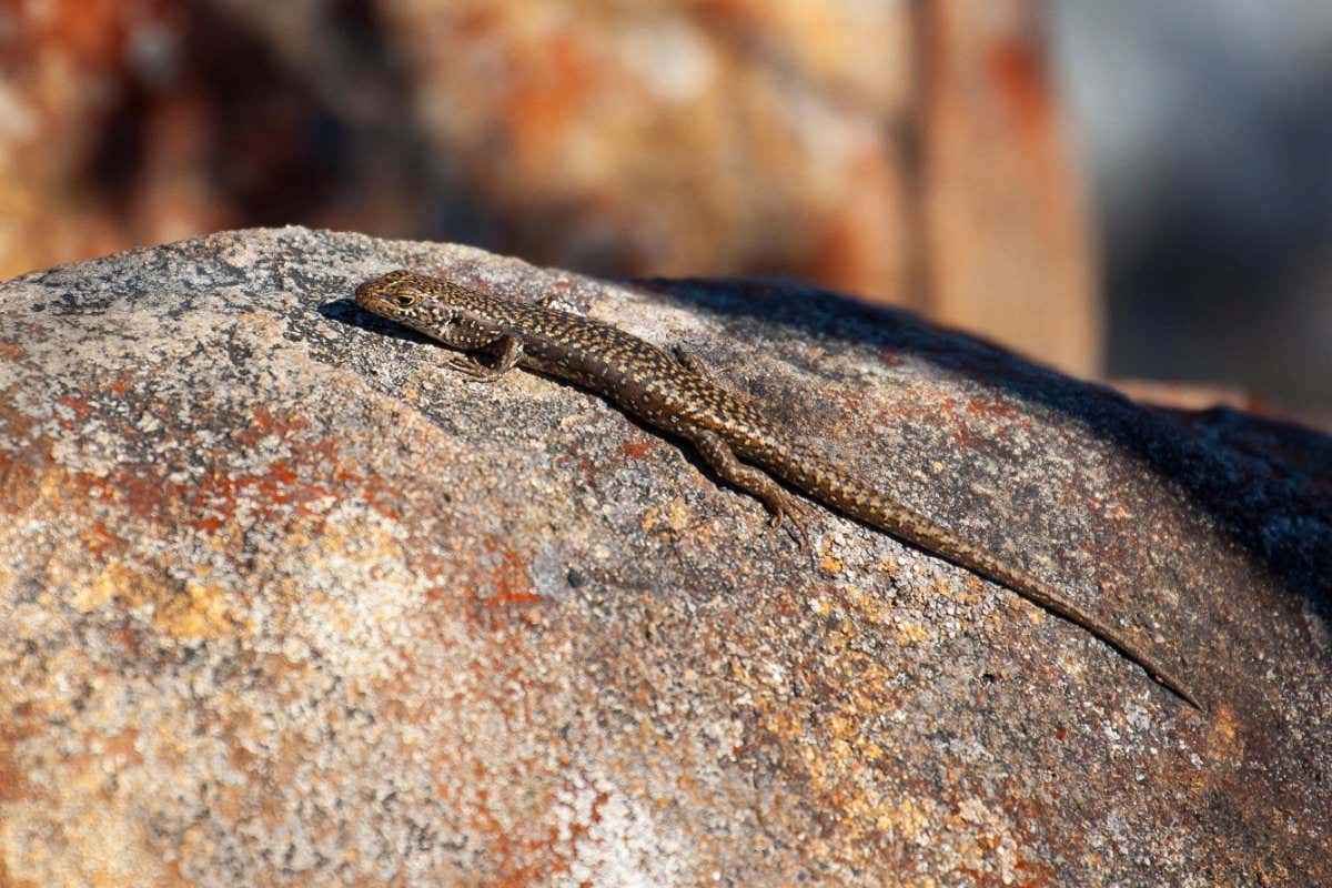 A spotted snow skink