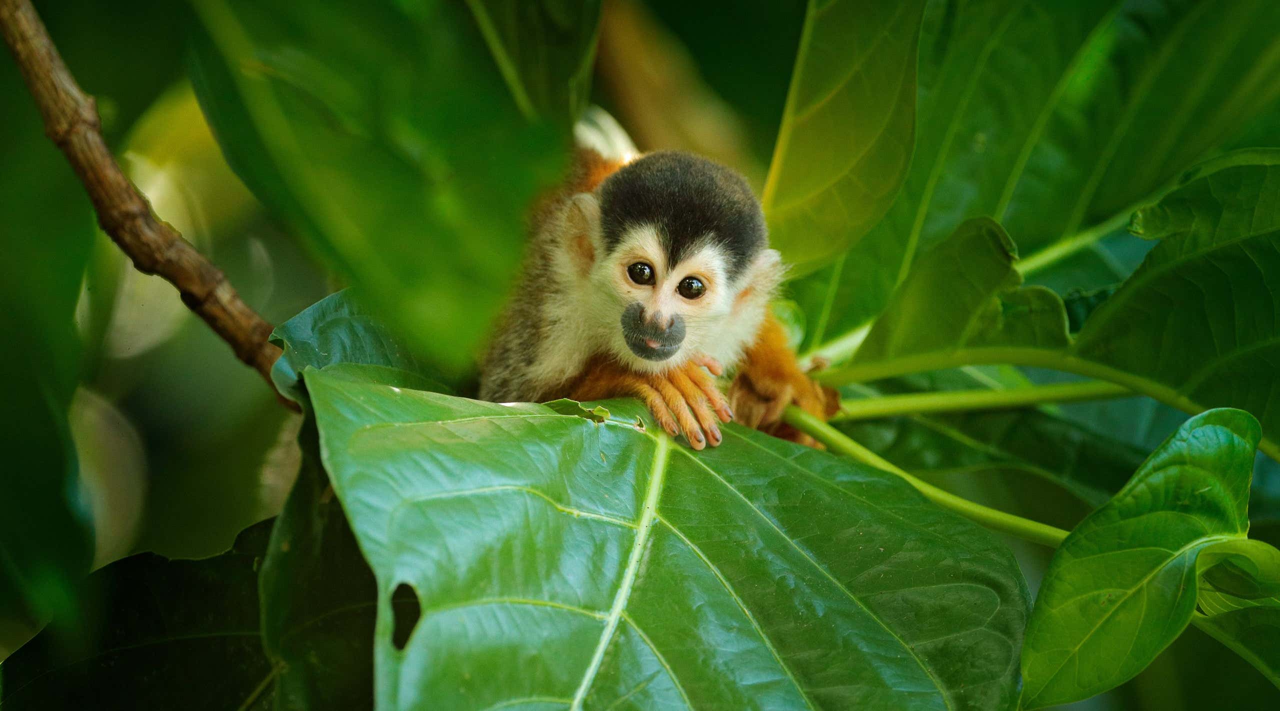 New Scientist. Science news and long reads from expert journalists, covering developments in science, technology, health and the environment on the website and the magazine.