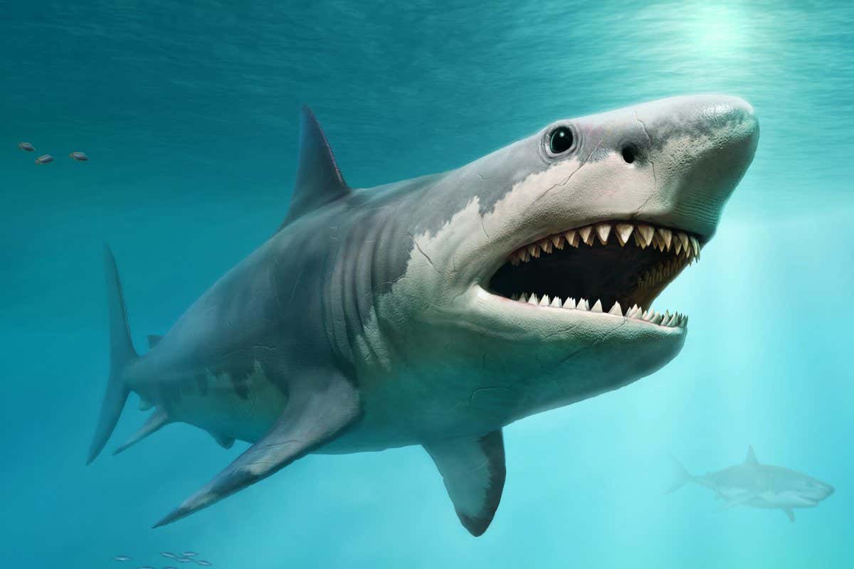 Megalodon
