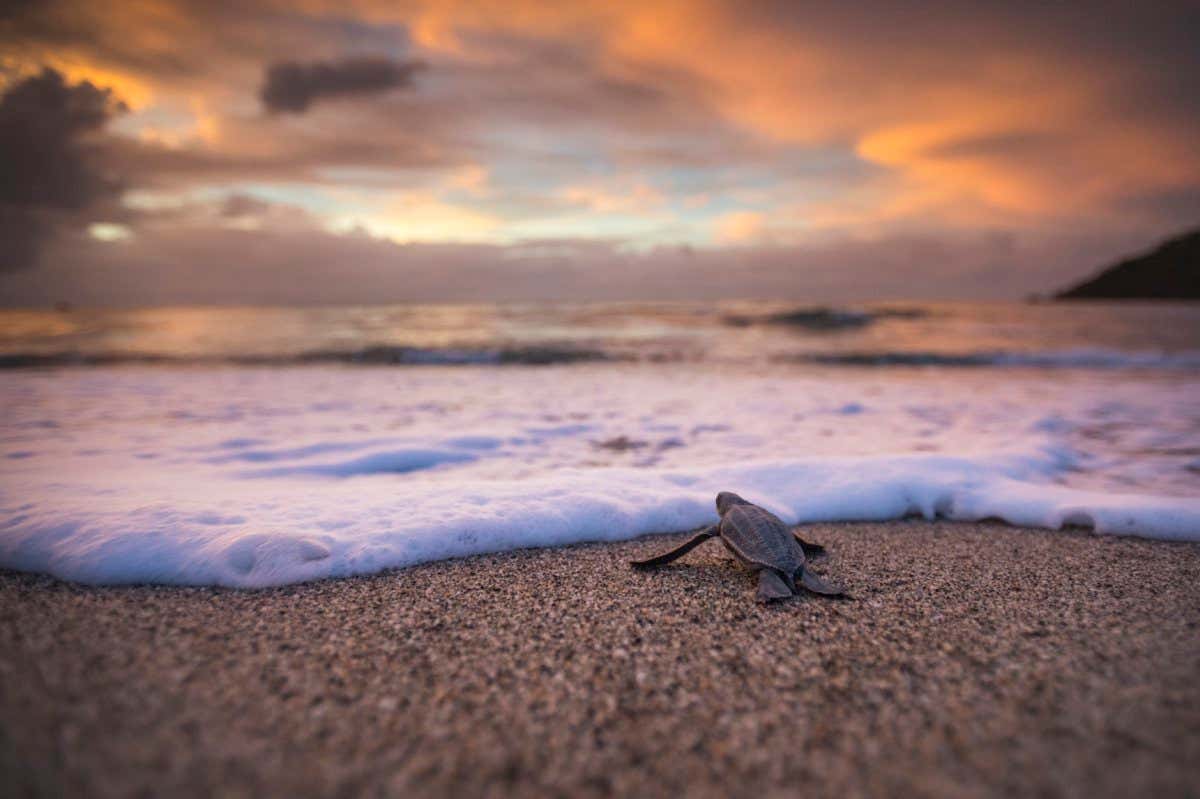 Leatherback Sea Turtle