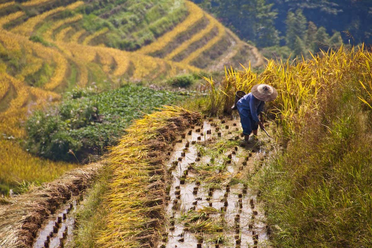 Farmer working in a terraced paddy rice field during harvest, Guangxi, China; Shutterstock ID 235013149; purchase_order: -; job: -; client: -; other: -