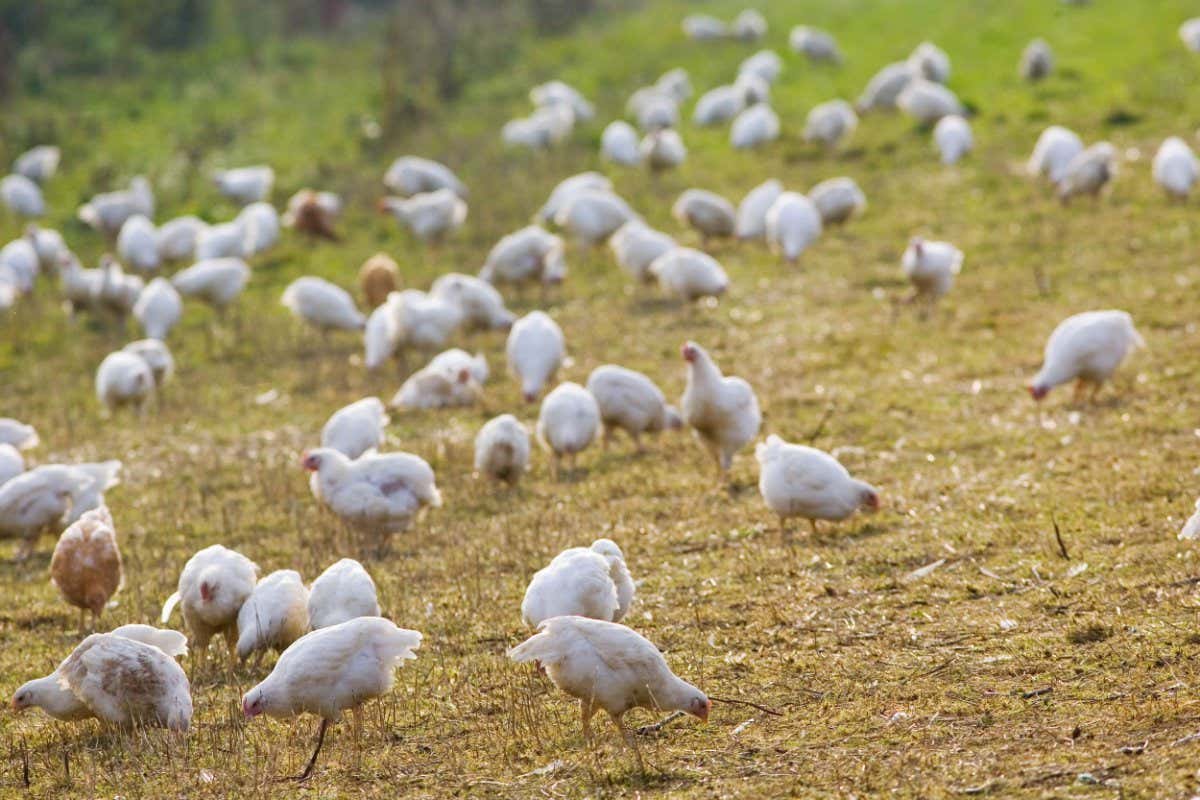 LAMBOURN, UNITED KINGDOM - OCTOBER 17: Free-range chickens of breed Isa 257 roam freely at Sheepdrove Organic Farm, Lambourn, England. (Photo by Tim Graham/Getty Images)