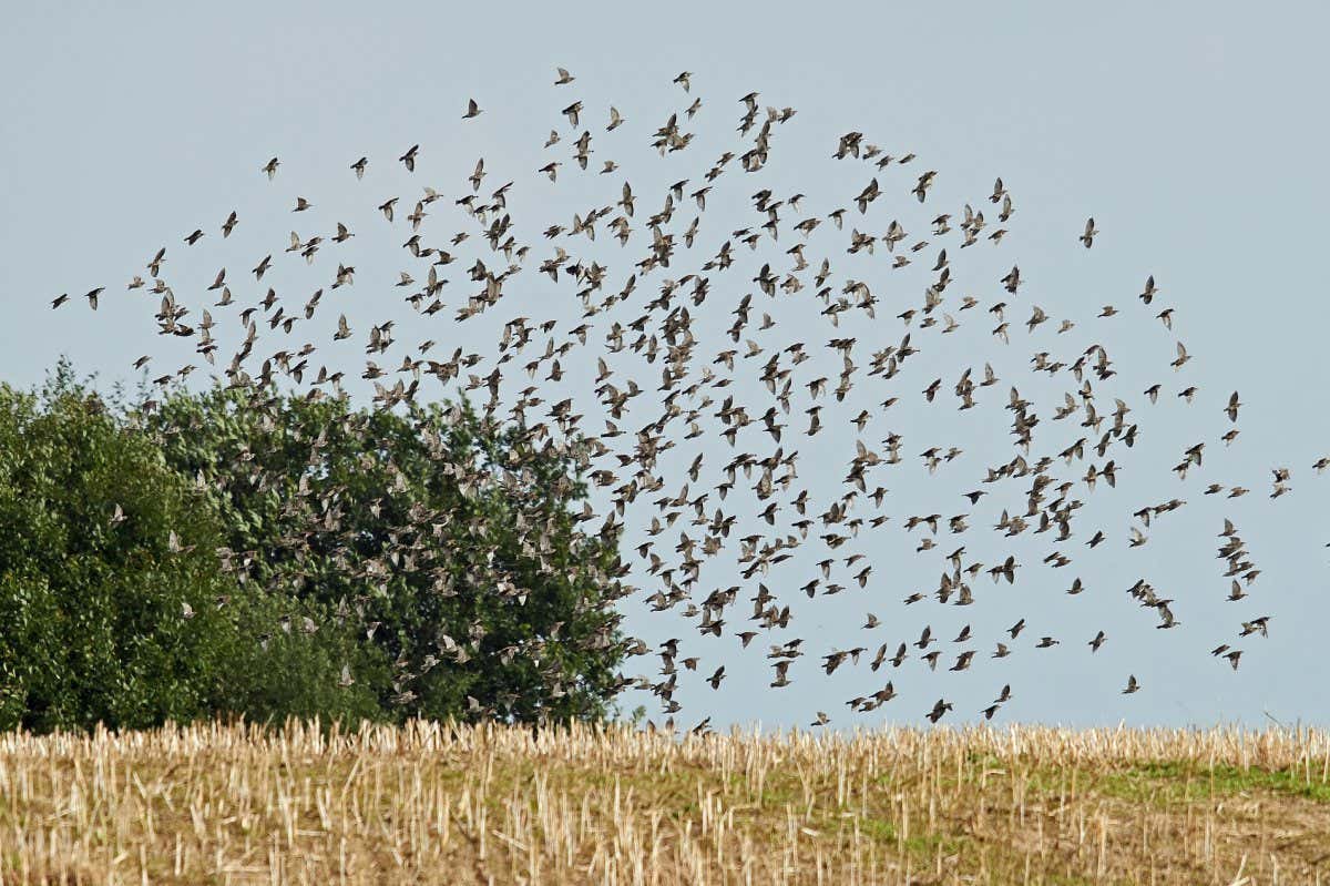 Starlings