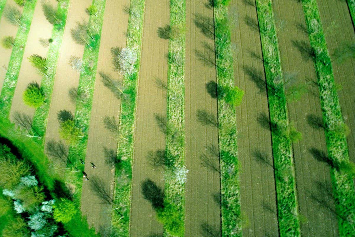 Wakelyns Agroforestry, Suffolk, UK