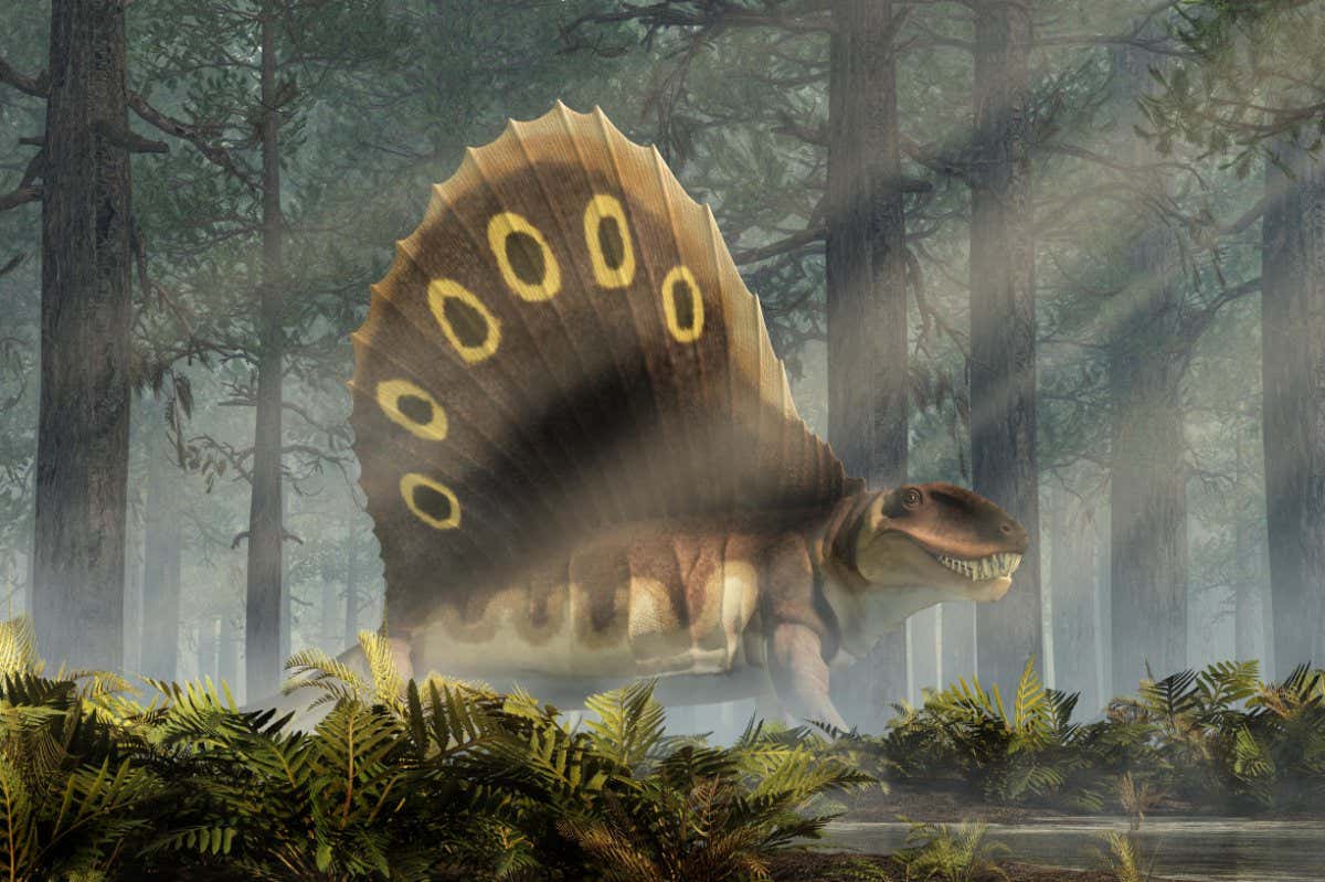 T7XCF5 A brown dimetrodon, a prehistoric sail-backed creature that predates the dinosaurs, stands in a sunlit permian forest bearing its sharp teeth.