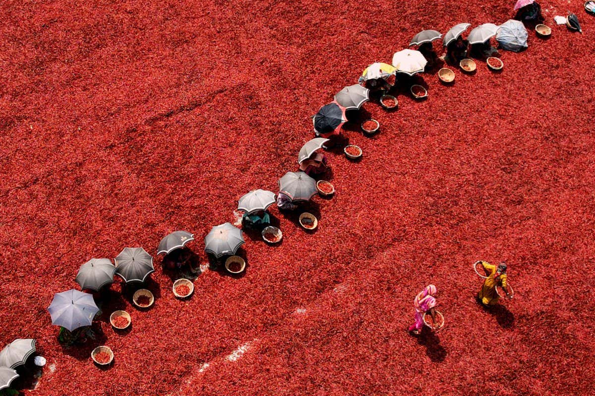 SUBRATA DEY, RED PEPPER PICKING, 2022. Shortlisted for Earth Photo 2022.