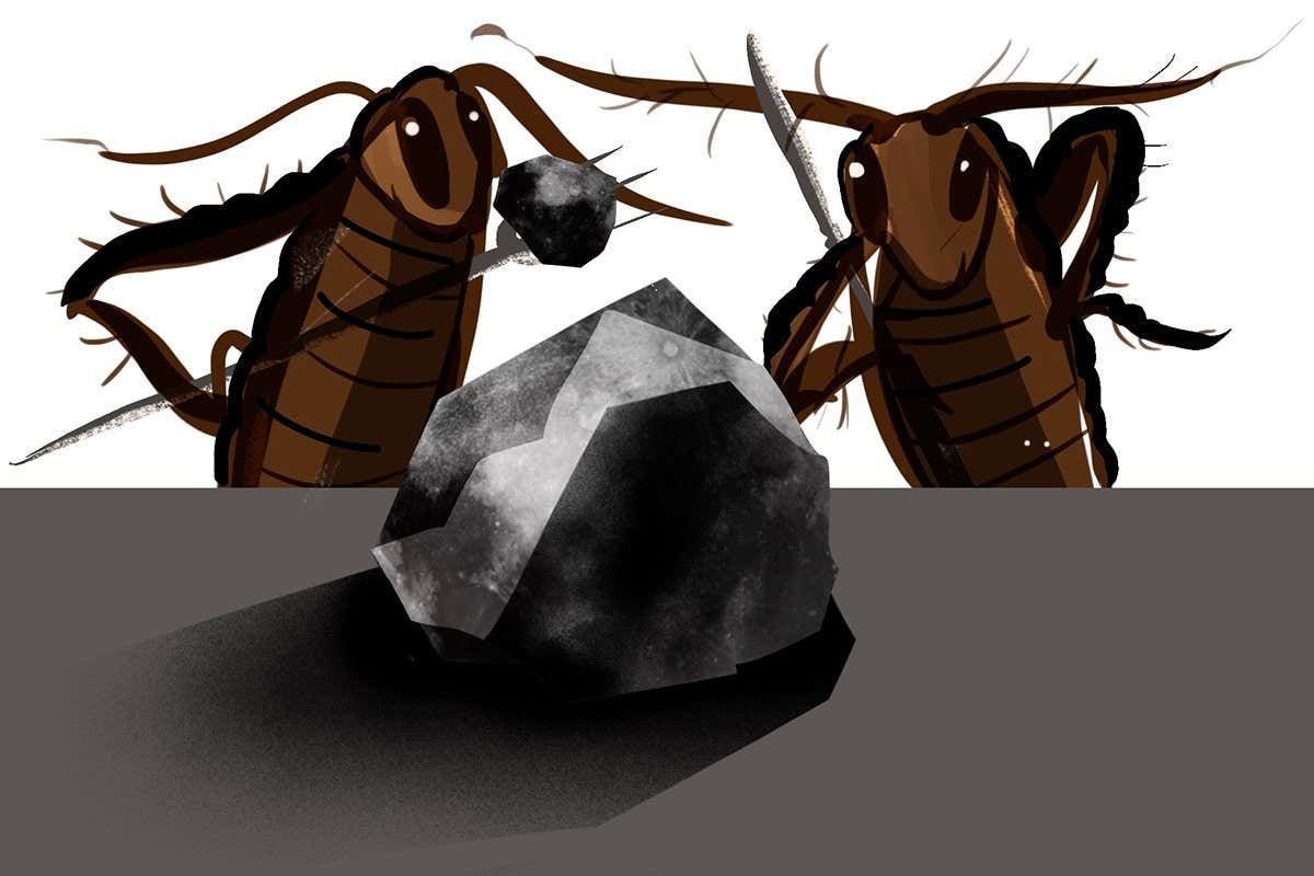 Last chance to buy a pickled cockroach full of moon dust