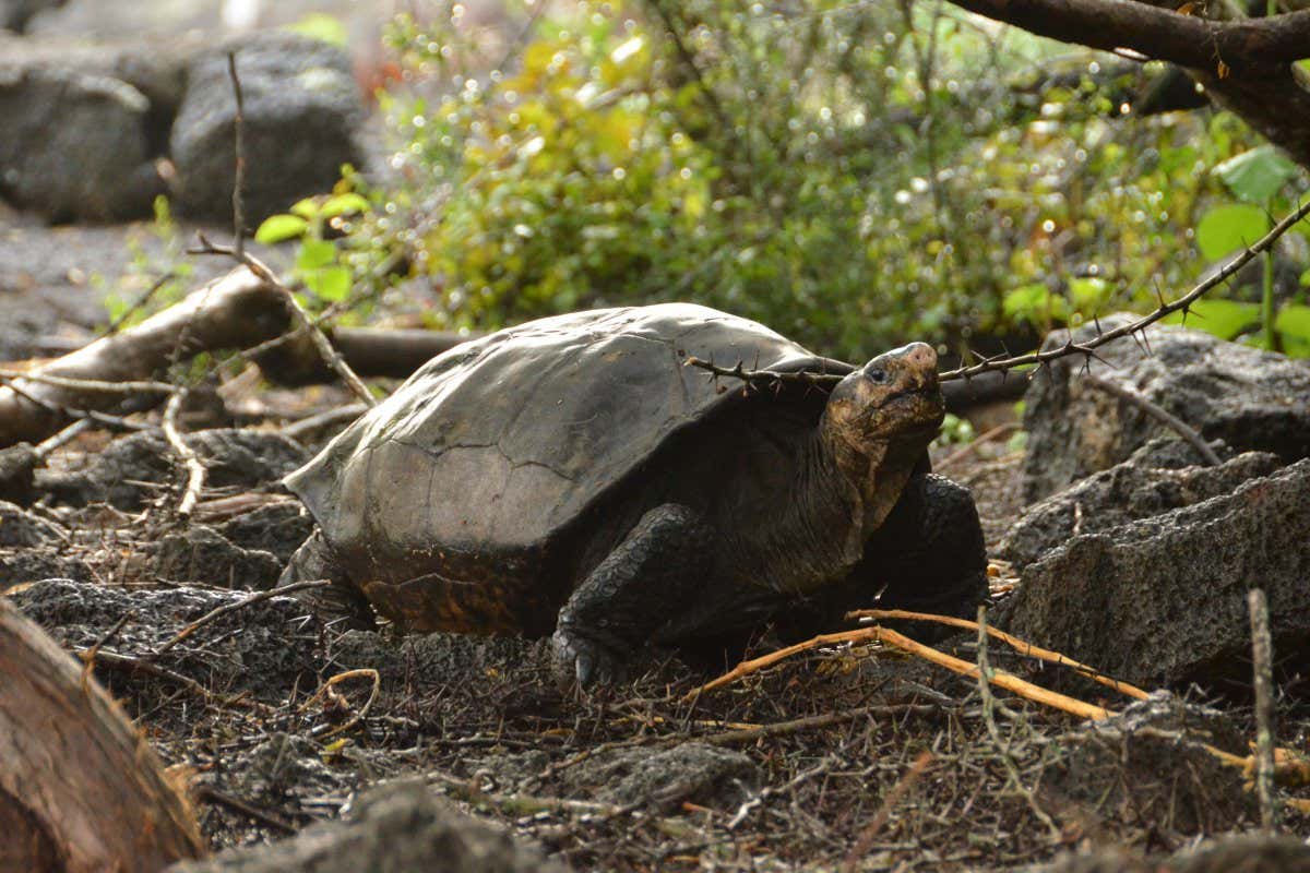 Fernanda, the only known living Fernandina giant tortoise (Chelonoidis phantasticus, or ?fantastic giant tortoise?), now lives at the Gal?pagos National Park's Giant Tortoise Breeding Center on Santa Cruz Island. Fernanda, named after her Fernandina Island home, is the first of her species identified in more than a century. Princeton geneticist Stephen Gaughran successfully extracted DNA from a specimen collected from the same island more than a century ago and confirmed that Fernanda and the museum specimen are members of the same species and genetically distinct from all other Gal?pagos tortoises.