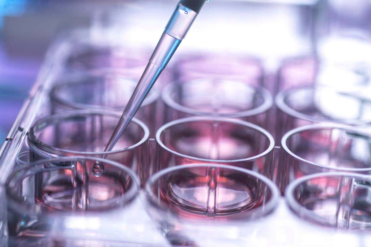 A cell sample being pipetted into a multi-well plate containing growth nutrient medium