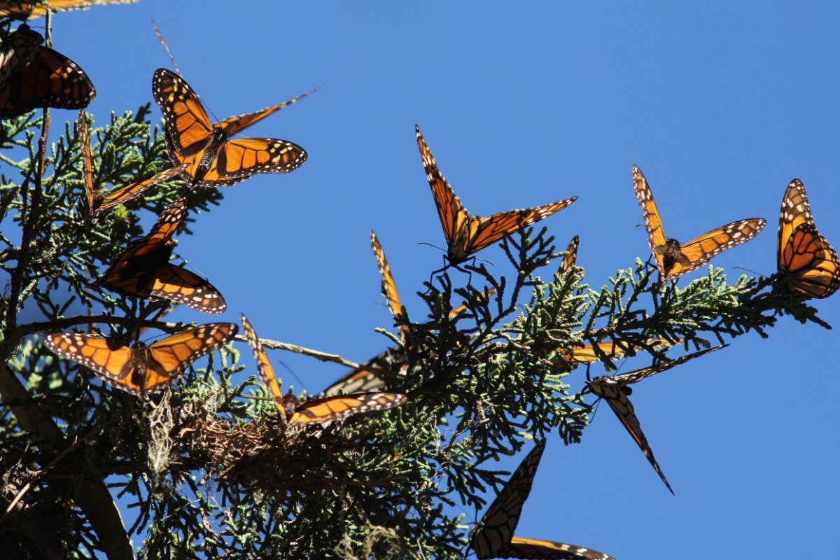 C22PRK Monarch butterfly Overwinter site Pacific Grove California