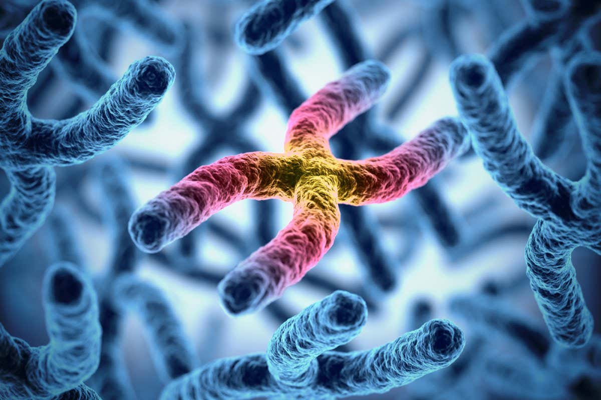 A stock image of chromosomes