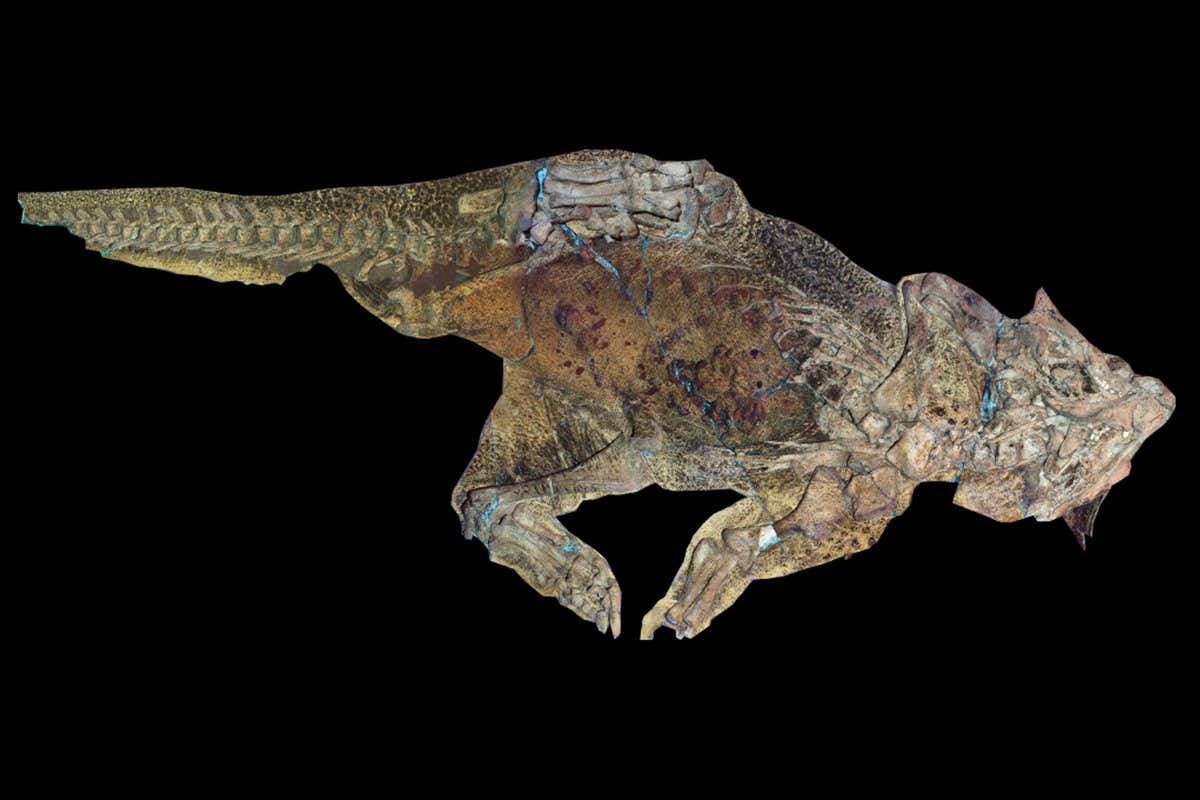 Psittacosaurus dinosaur fossil