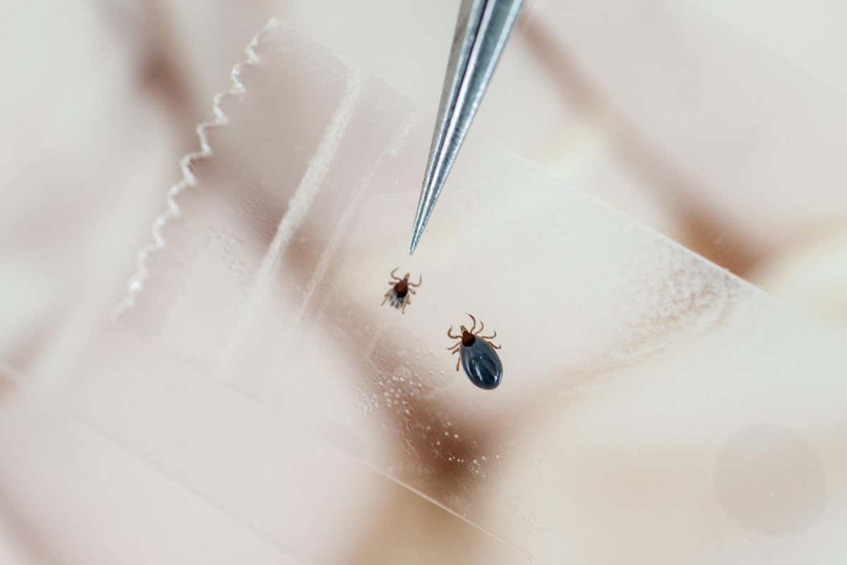 ETKTC0 Tweezers pointing to a tick while doing Lyme disease research in College Park, Maryland, USA