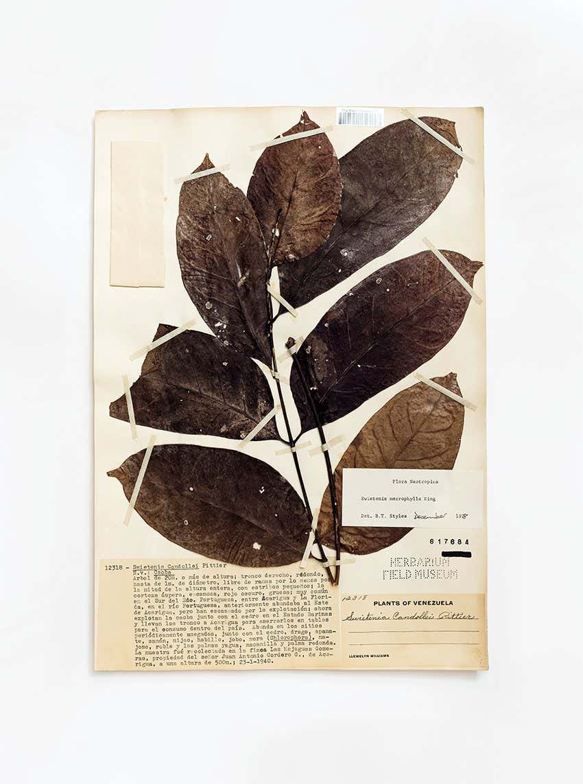 Big-leaf Mahogany (Swietenia macrophylla), FMNH 617684. Conservation status: vulnerable