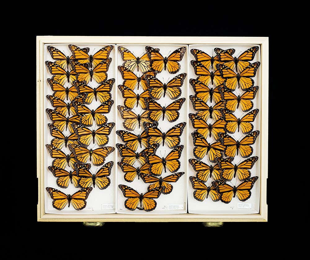 Monarch (Danaus plexippus)