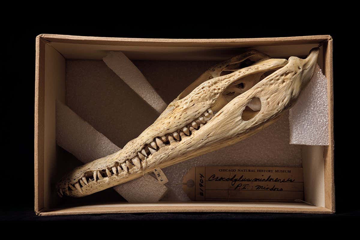Philippines Crocodile (Crocodylus mindorensis), FMNH 21904. Conservation status: critically endangered