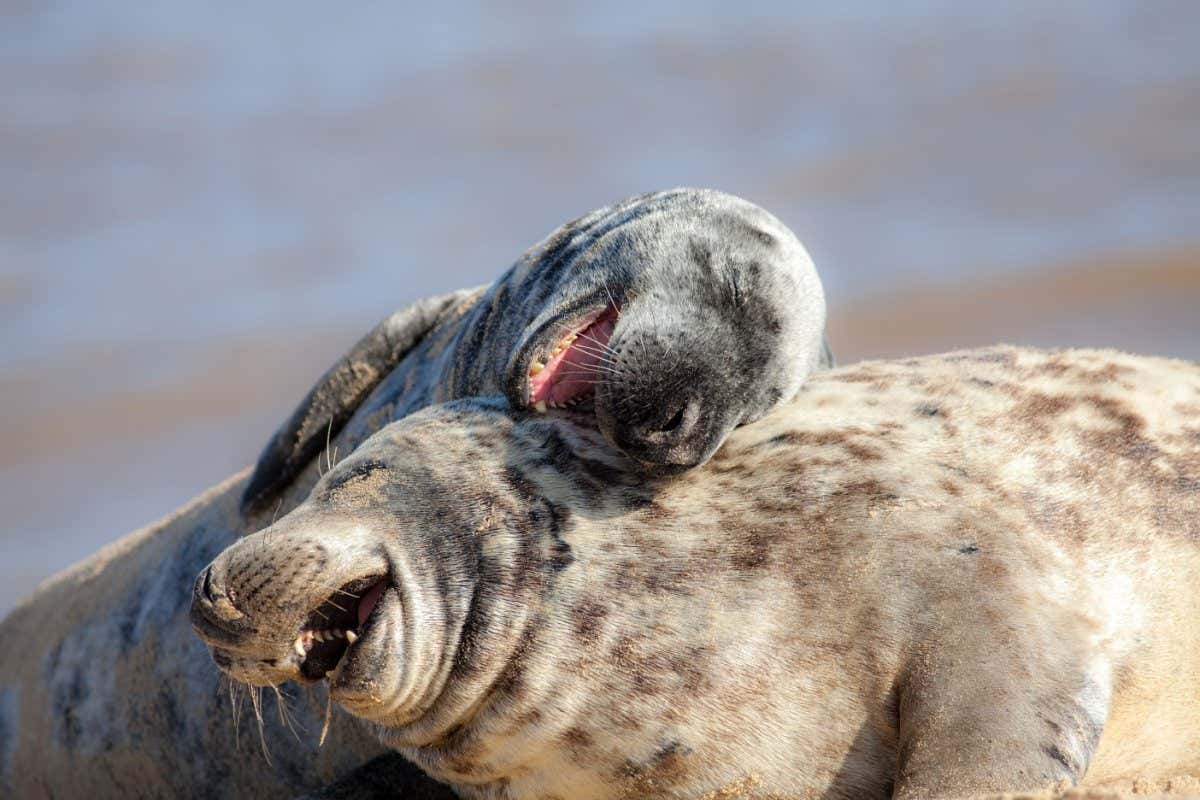 Laughing out loud. Funny animal meme image of happy animals having fun. Hilarious wildlife picture of two beautiful friendly grey seals playing around and apparently joking in the sand.; Shutterstock ID 1270830436; purchase_order: -; job: -; client: -; other: -