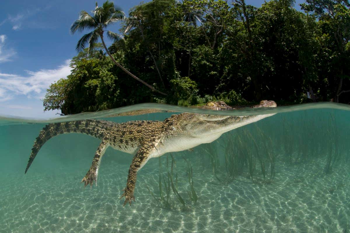 Saltwater crocodile (Crocodylus porosus) swimming at water surface, split-level, New Guinea, Indo-pacific