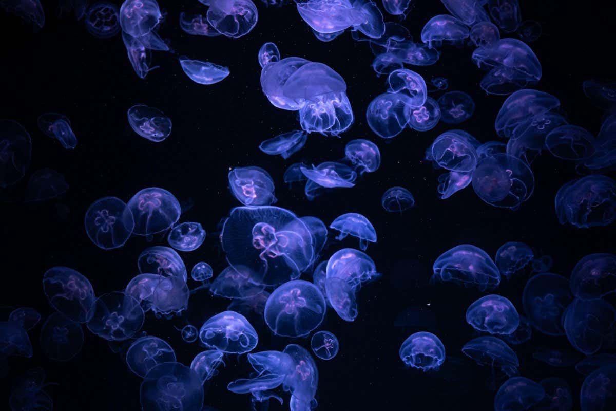 2J6JH5K Beautiful light reflection on jellyfish