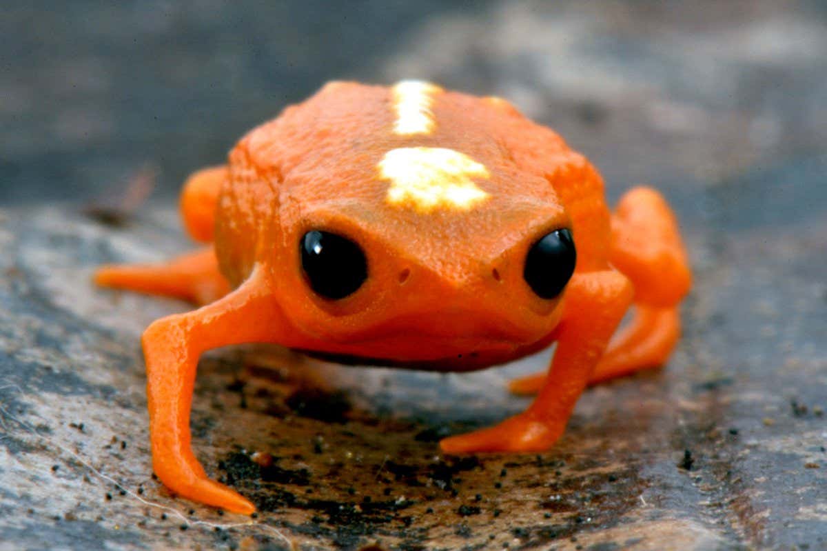 Brachycephalus ferruginus, a miniaturized frog from the Atlantic Forest of southern Brazil.