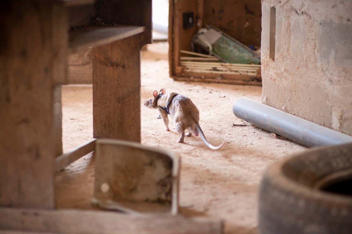 African pouched rats are being trained to locate survivors trapped under debris and could be deployed at real-world disaster sites as early as next year.