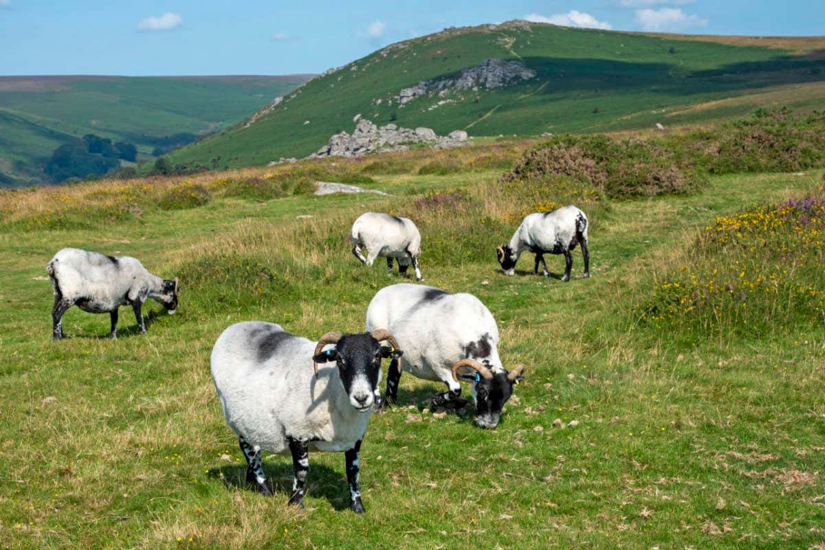 sheep in Devon, UK