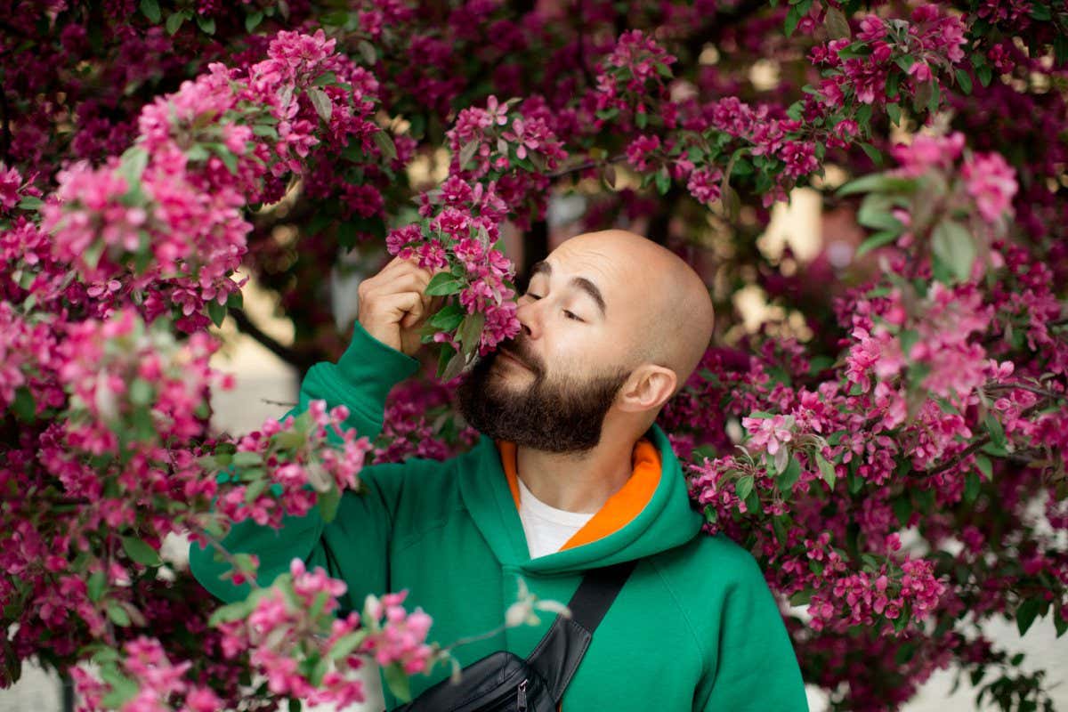 Young bold man with the dark beard stands under the pink blooming tree. He id dressed in the green sweater. Man holds the blooming branch and smells the flowers on it.