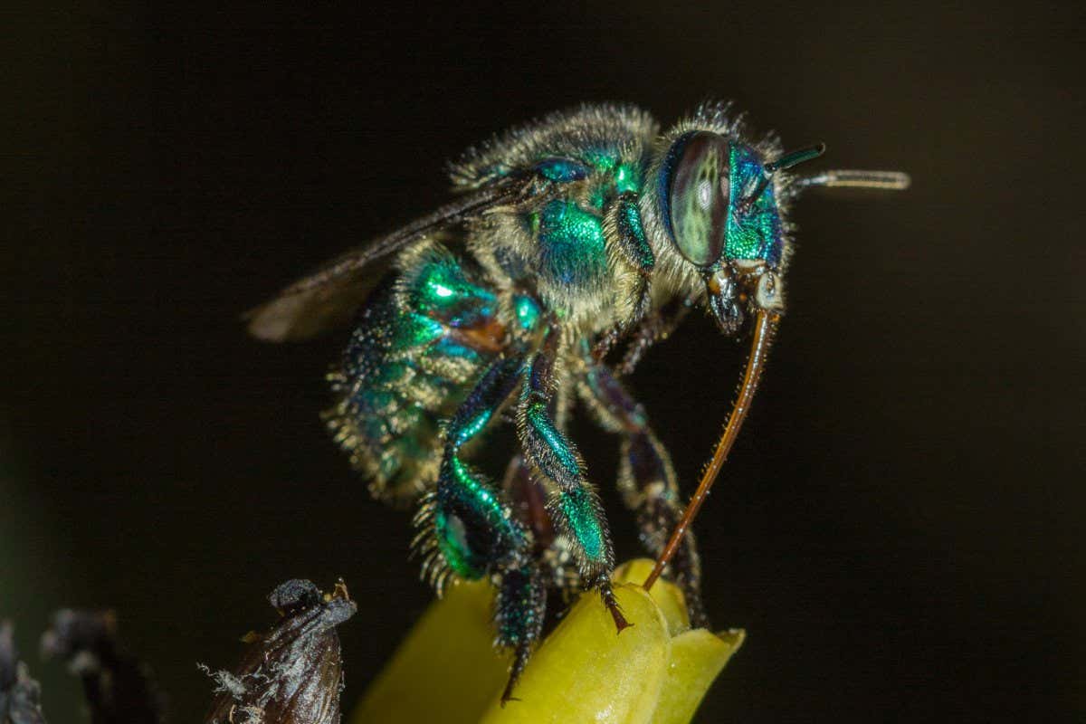 New Scientist. Science news and long reads from expert journalists, covering developments in science, technology, health and the environment on the website and the magazine.