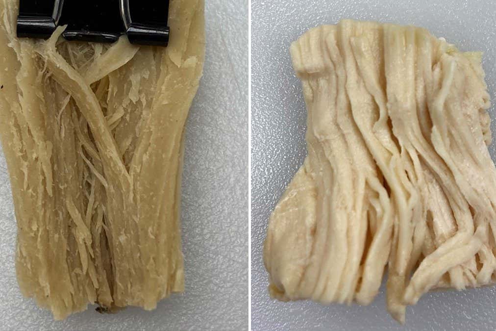 In a laboratory experiment, proteins in a meat substitute (left) were less well absorbed by gut cells than protein from chicken breast (right)