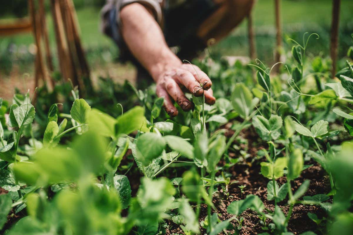 A man working in the garden.