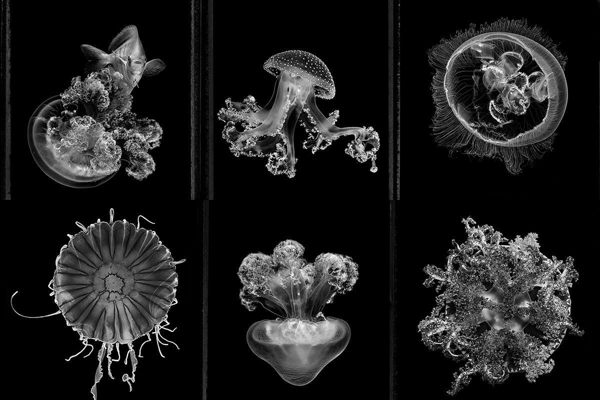 Striking photos of jellyfish shed light on the enigmatic invertebrates