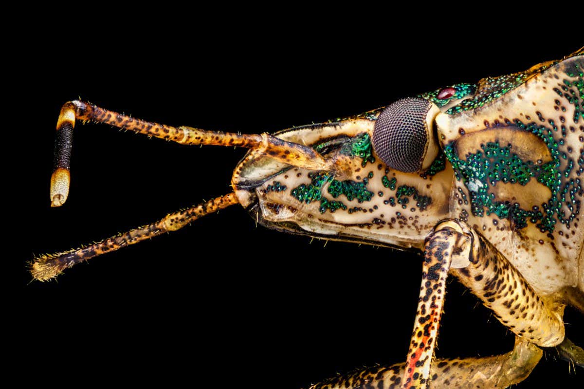Extreme macro - Profile portrait of a Stink Bug (Halyomorpha halys) photographed through a microscope at x4 magnification. In real life, the width of the frame is 5mm.; Shutterstock ID 1606723219; purchase_order: -; job: -; client: -; other: -