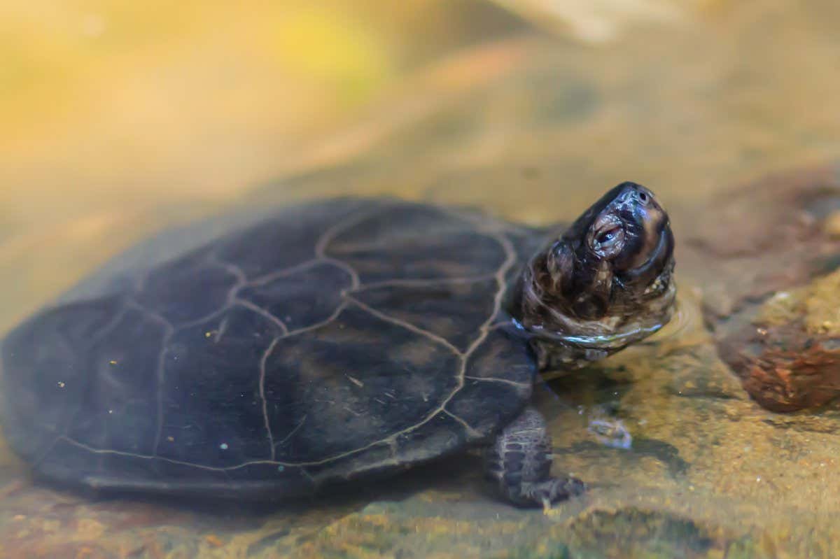 Black marsh turtle (Siebenrockiella crassicollis)